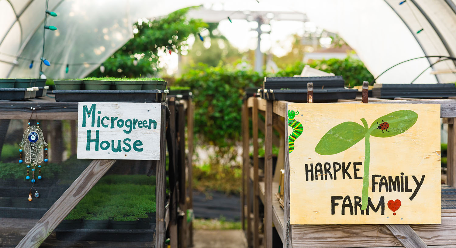 the harpke greenhouse